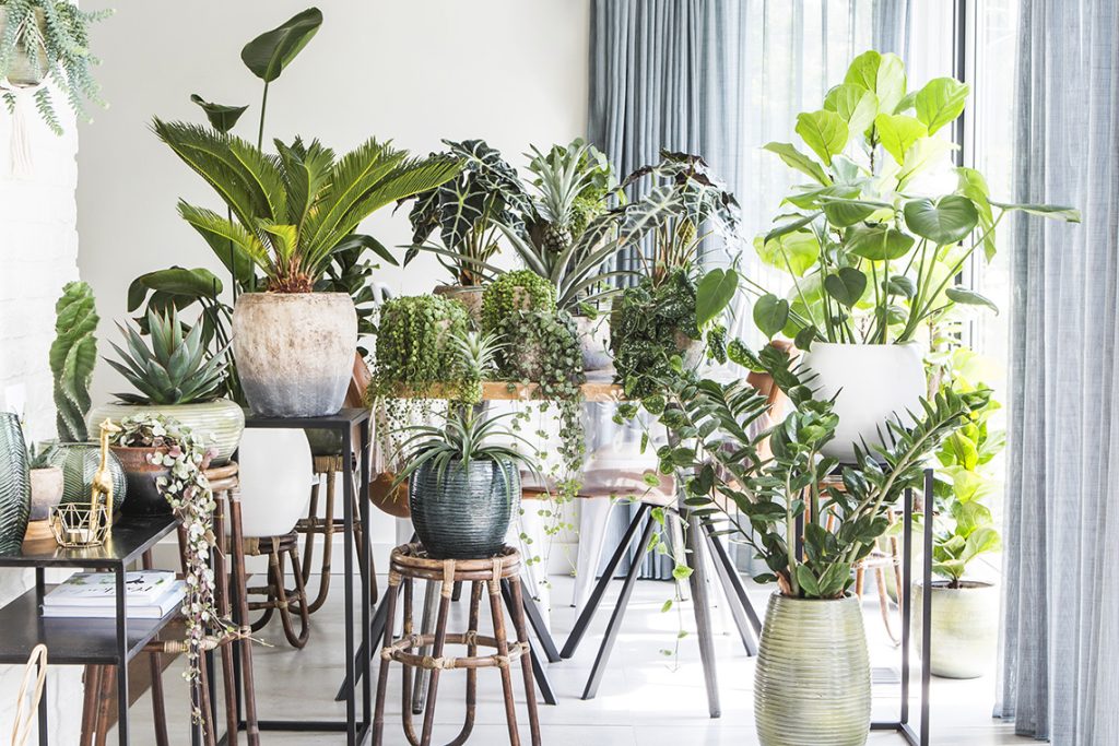 hoe creëer je jouw eigen urban jungle - Kimberly Eijkemans - interieurontwerp - interieuradvies - Brabant - Uden - Oss - Veghel